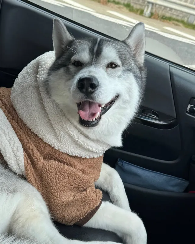 車に乗って笑う番犬