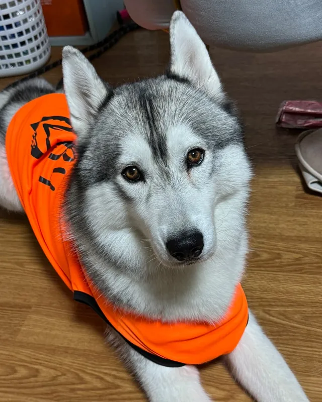オレンジの服でくつろぐ番犬