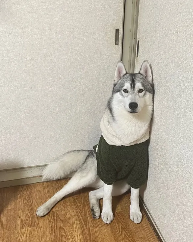 部屋のすみに座る番犬