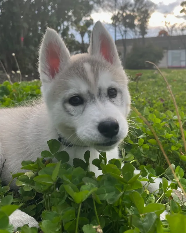 クローバーの中の子犬のころの番犬