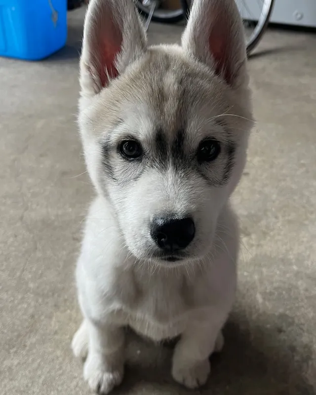 おすわりする子犬のころの番犬
